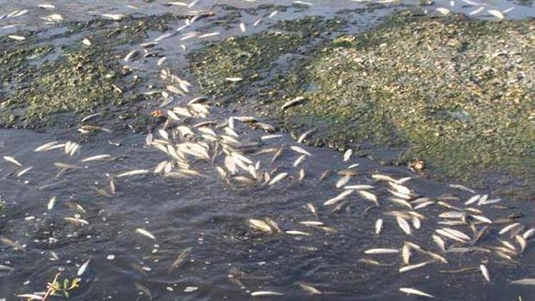 Bakırçayda toplu balık ölümleri