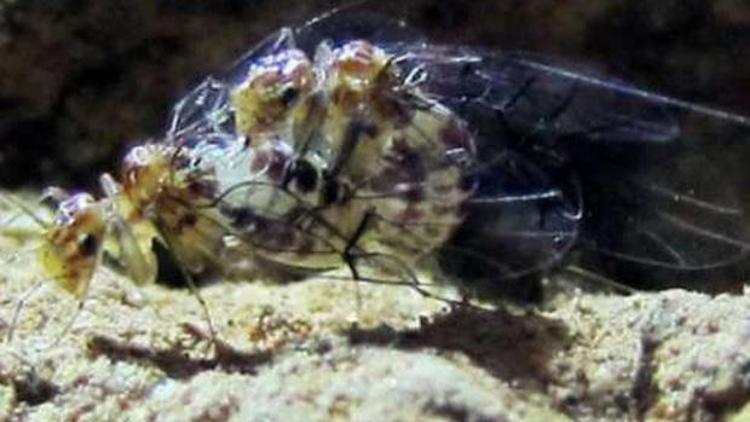 Penisli dişi böcek