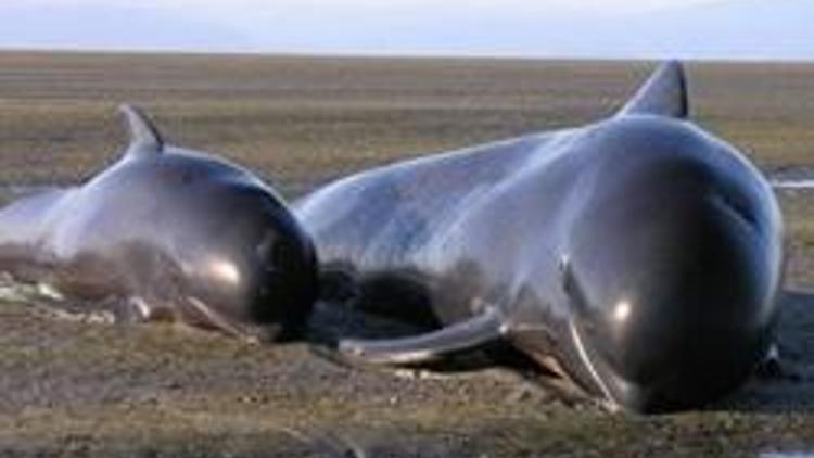 Yeni Zelandada balinalar kıyıya vurdu