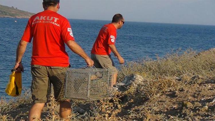 Adada mahsur kalan kediye Akut operasyonu