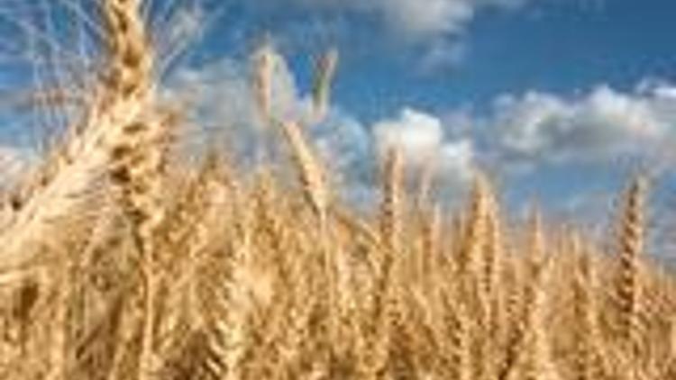 Buğday taban fiyatı açıklandı
