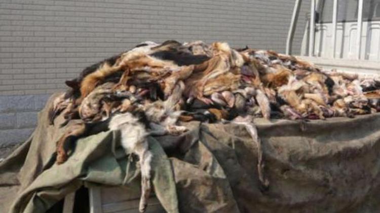 Çinde köpek katliamı