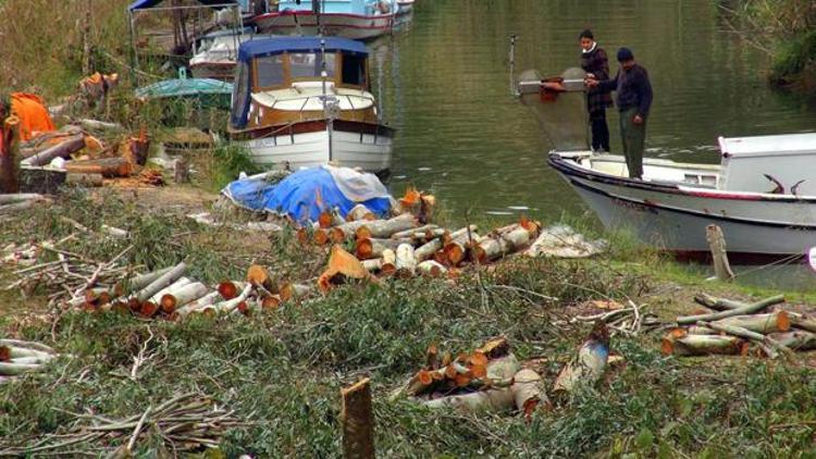 94 okaliptüs ağacı susam ve mısır kurbanı