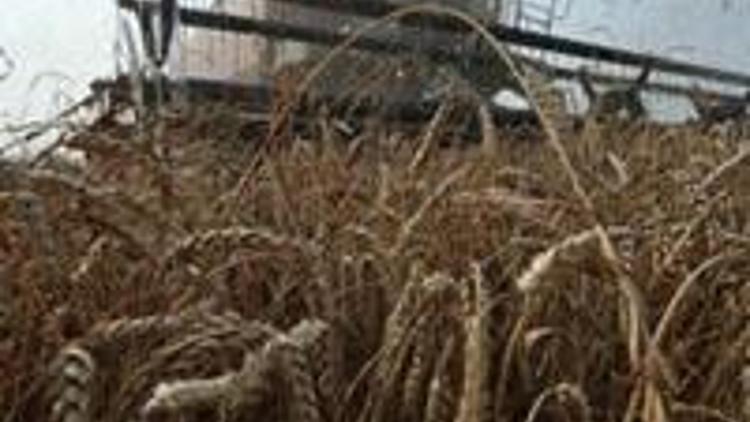 Buğdayda ihracat yasağı yeni rekabet başlatıyor