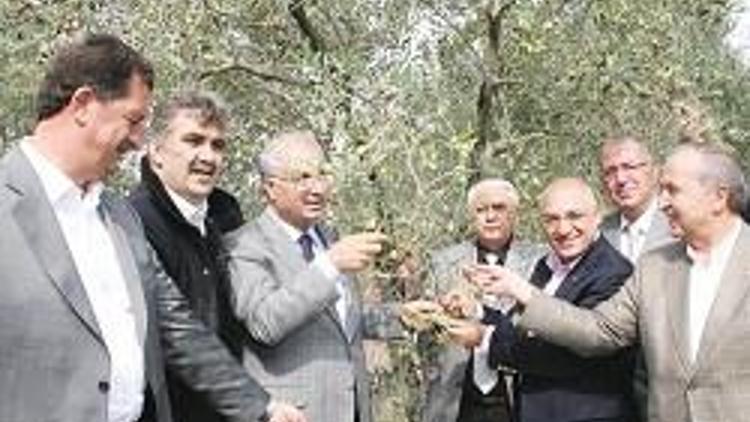 Akhisar, 12 milyon zeytin ağacını buldu markaya asılacak