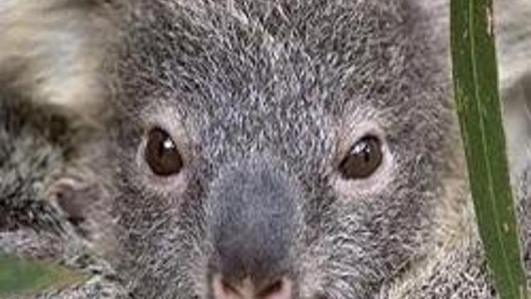 Avustralya koala yakalayıcısı arıyor
