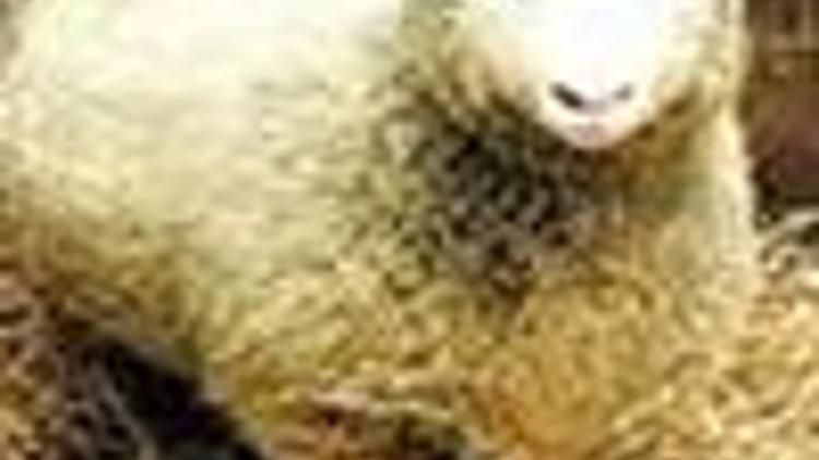Türkiyenin ilk kopya koyunu doğdu
