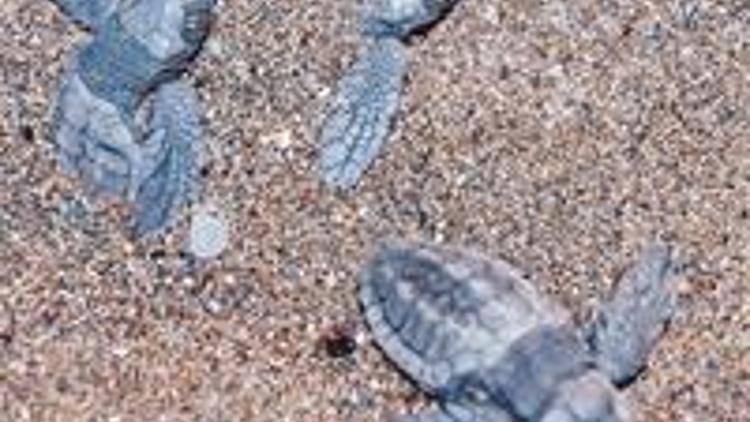 15 bin caretta yola çıktı