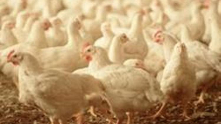 Tavuk eti üretimi Temmuzda arttı