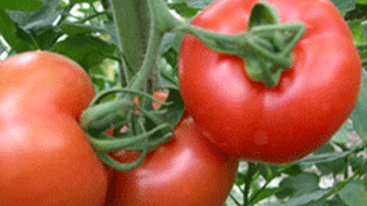 Zayıflamak için domates tüketin
