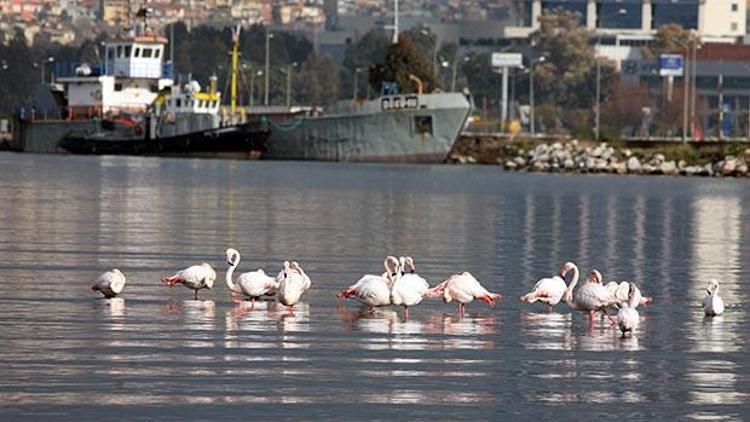 Alsancak flamingo limanı