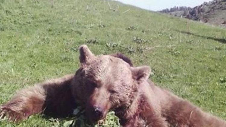 Giresun’da boz ayı avı yapıldı