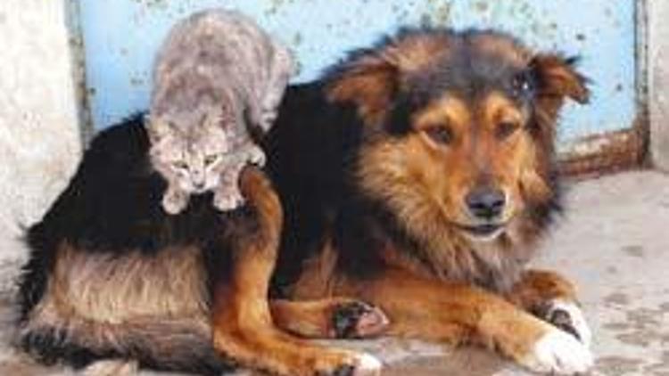 Yılda 2 milyon kedi ve köpek öldürülüyor