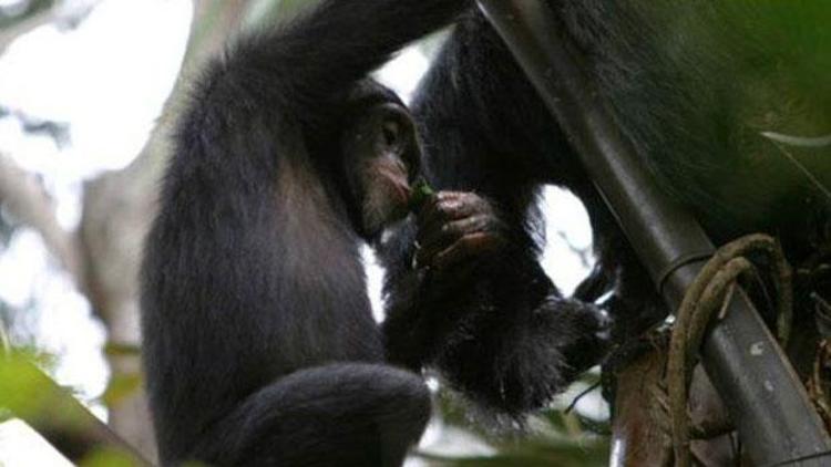 Şempanzeler de alkol düşkünü