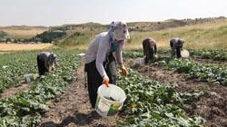 Salatalığın lezzet yolculuğu başladı