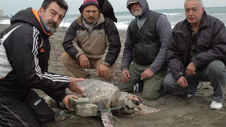 Carettanın yüzgecine taş bağlayıp boğdular