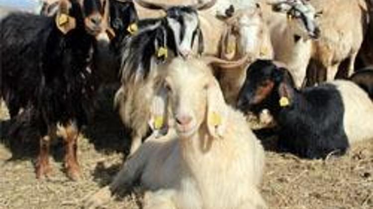 Heidi’nin keçileri Ankara’ya kaçtı