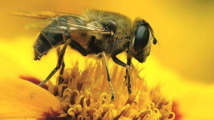 Arı ölümlerinde zirai ilaç şüphesi