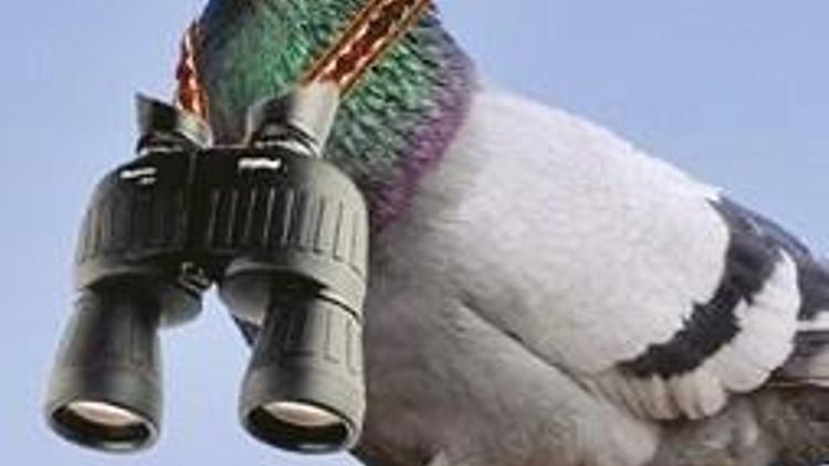Pakistan casusu güvercin yakalandı