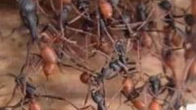 Savaş alanında karınca taktiği