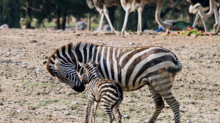 Doğal Yaşam’ın ilk yavru zebrası