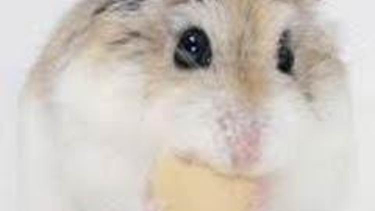 Hamsterı mikrodalga fırına atıp öldürdü