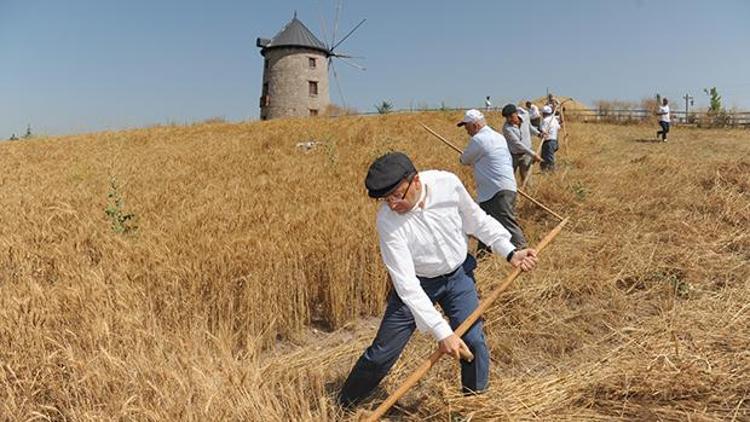 Altın Köy’de hasat zamanı