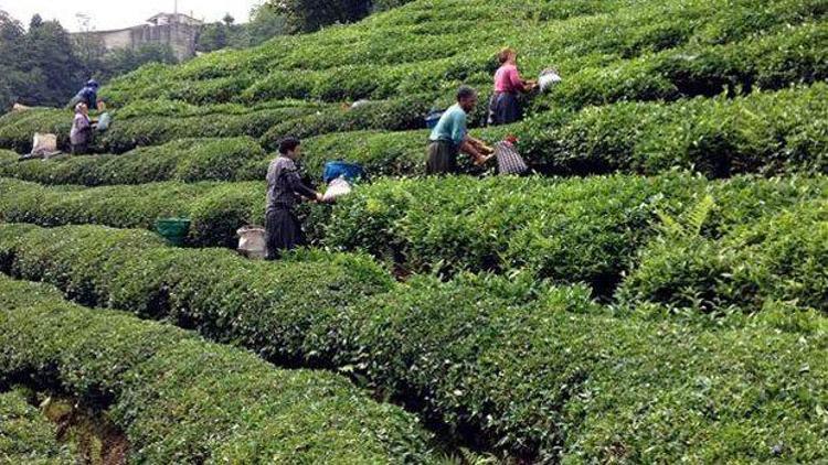 Yaş çay üreticisine fark ödemesi yapılacak