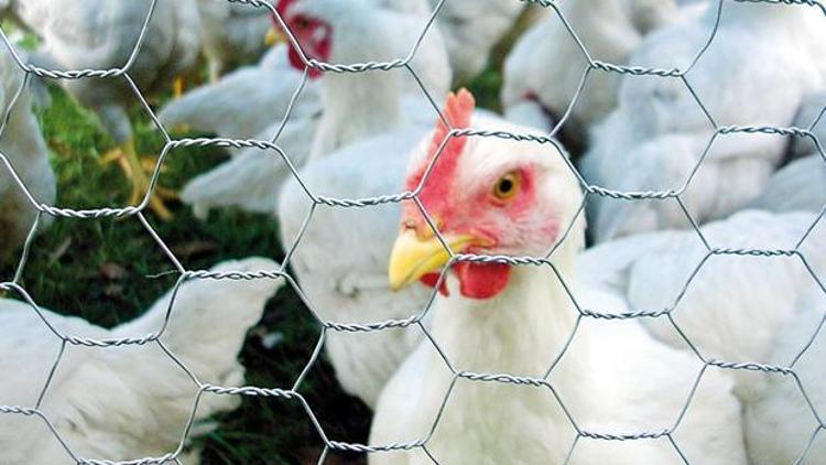 İtlaf edİlen tavuk sayısı her geçen gün artıyor