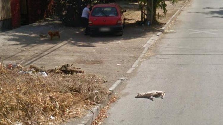 Google Street View aracı köpeğin üzerinden geçti