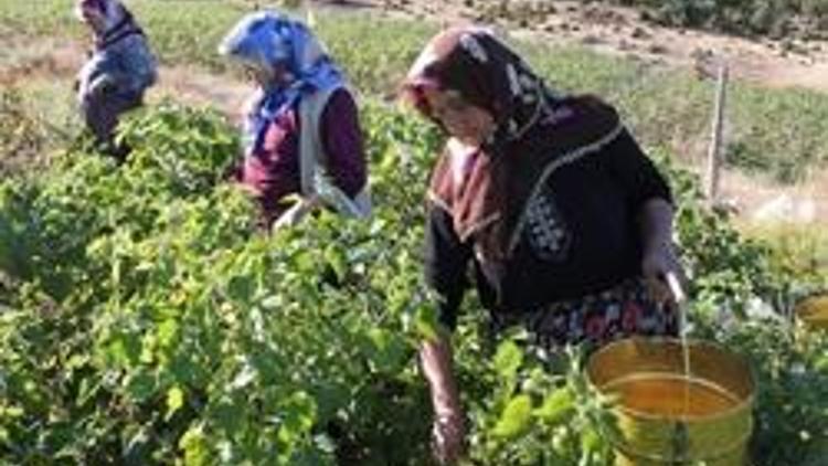 Ocak-Ekim döneminde tarım ürünleri ihracatı verileri açıklandı