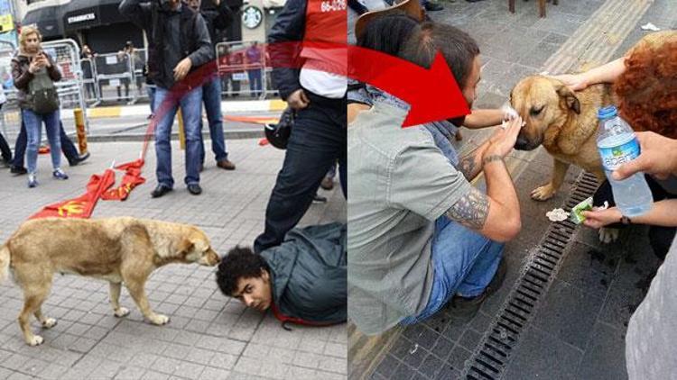 Gezi Parkındaki o köpek mi