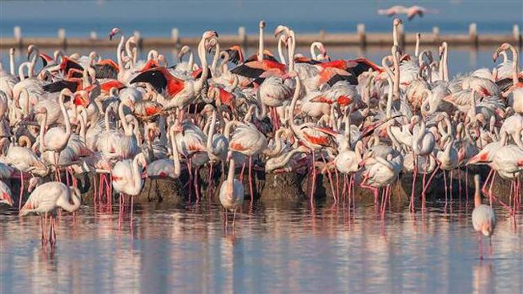 Flamingo adasında 7 bin yavru