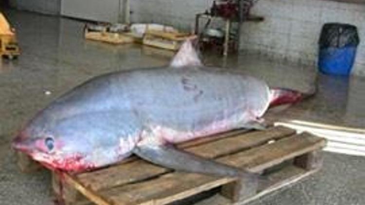 Mersinde 200 kiloluk köpek balığı