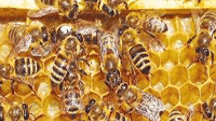 Aydında toplu arı ölümleri