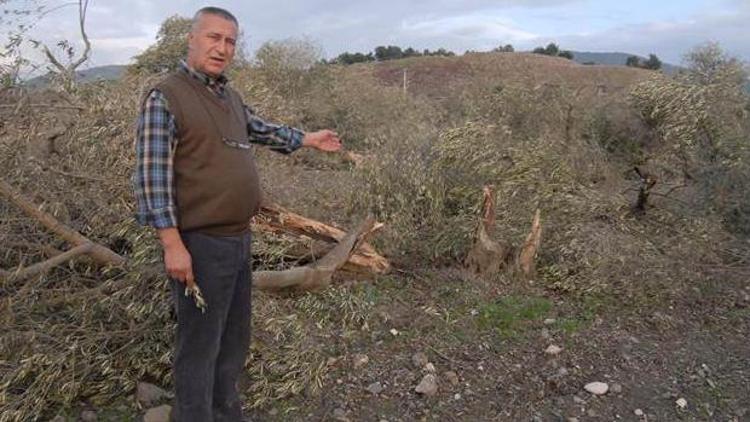 Yırcada katledilen 6 bin 666 ağacı koruma görevi köylüye