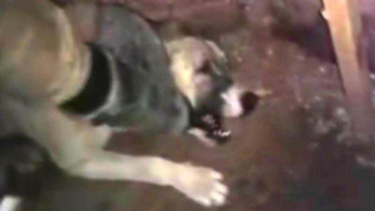 Besta’da işkence gören sokak köpeği için nöbet