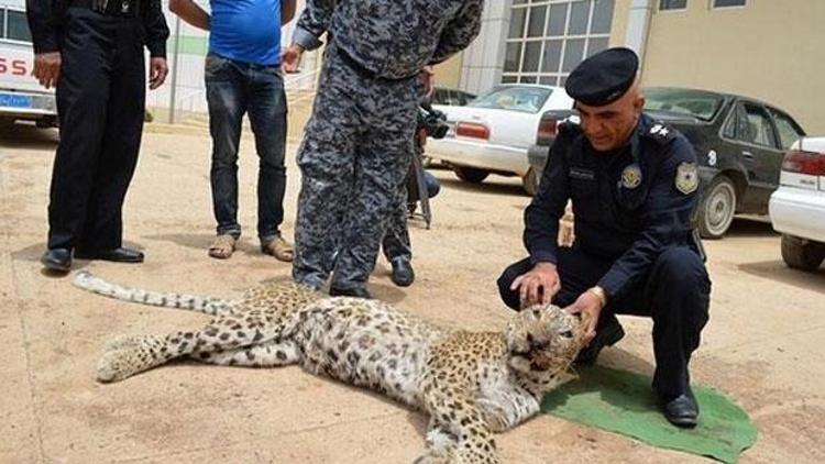 Kuzey Irakta ölü Jaguar muamması