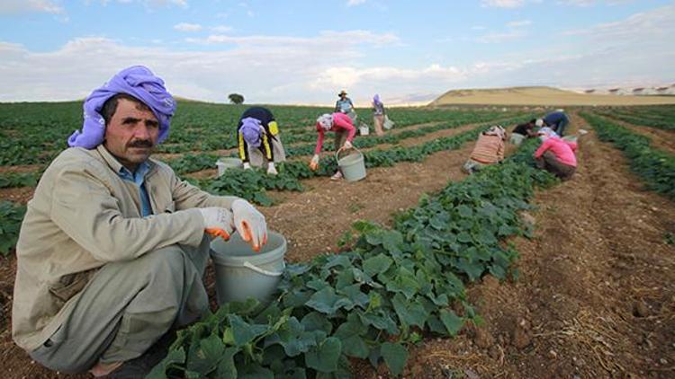 Çubuk’ta mevsimlik işçiler hasata başladı