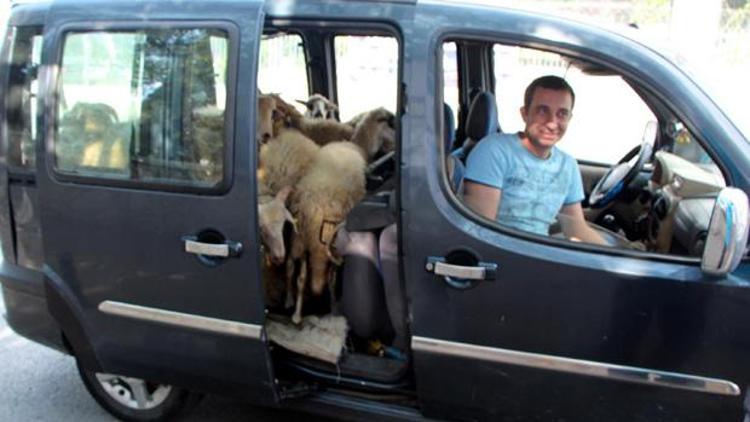 D-100de araba içinde koyunlarla yolculuk