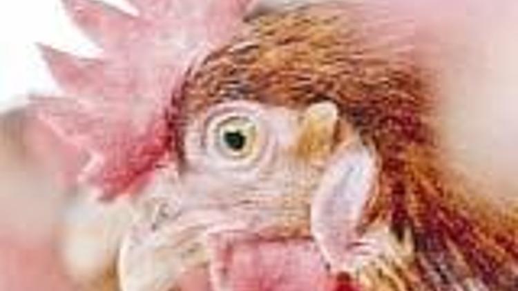 Yaşlı tavuk kanadı satmak yok dönere nişasta katmak yasak
