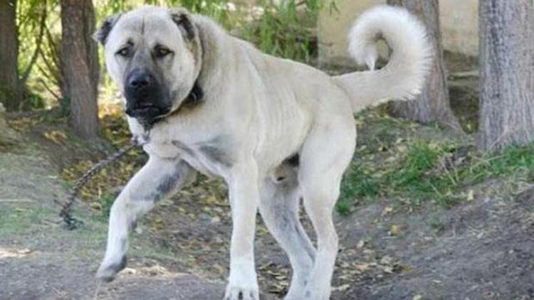 Ordu kangal köpekleri için 580 TL ödeyecek