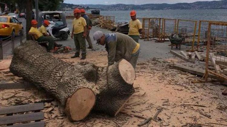 Emirganda manzara için ağaç katliamı iddiası