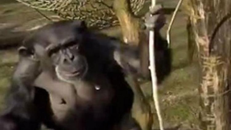 İnsansız hava aracına şempanze saldırdı