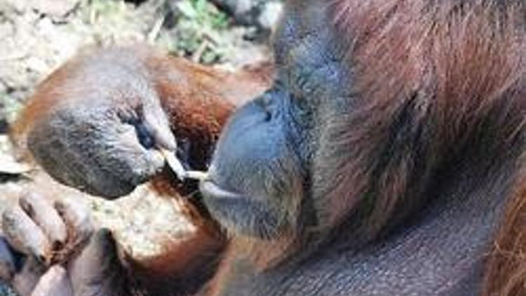 Tiryaki orangutana artık sigara yasak