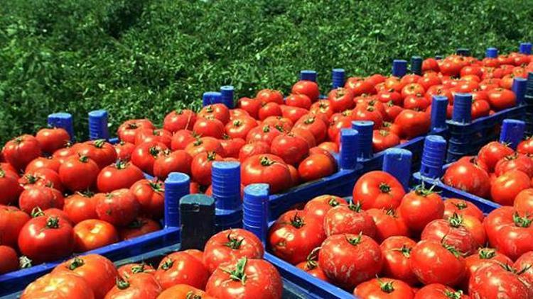 Tarım ürünleri ihracatı yüzde 5,6 arttı