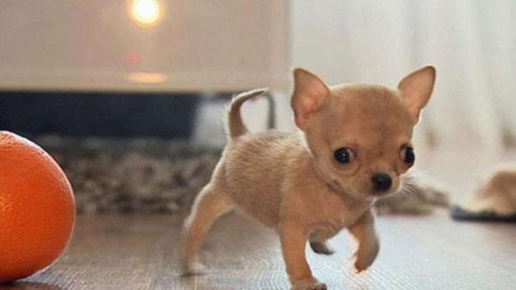 Dünyanın en küçük köpeği