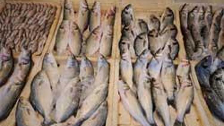 Avrupada balık pazarının hakimi Türkiye