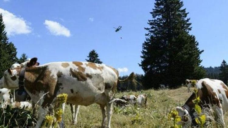 İsviçre Ordusu susuz inekler için Fransada operasyon yaptı