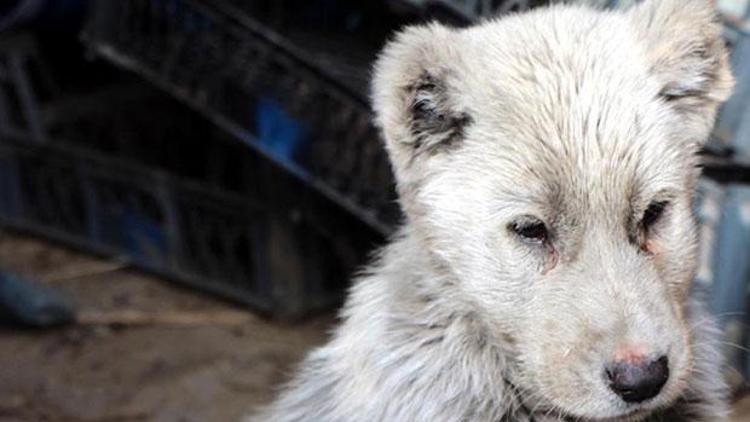 Ayı diye götürdüler köpek çıktı